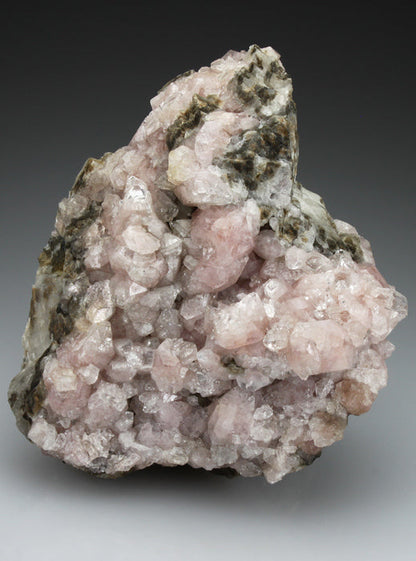 CC2834 specimen image