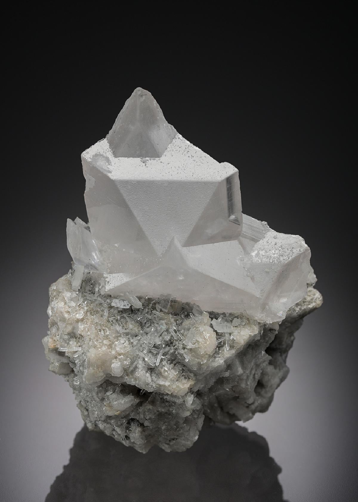 CC28373 specimen image