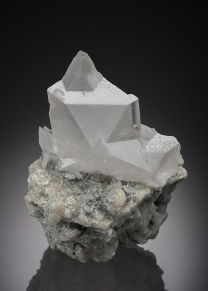 CC28373 specimen image