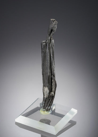 CC28389 specimen image