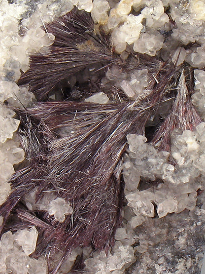 CC2843 specimen image