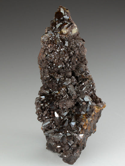 CC2863 specimen image