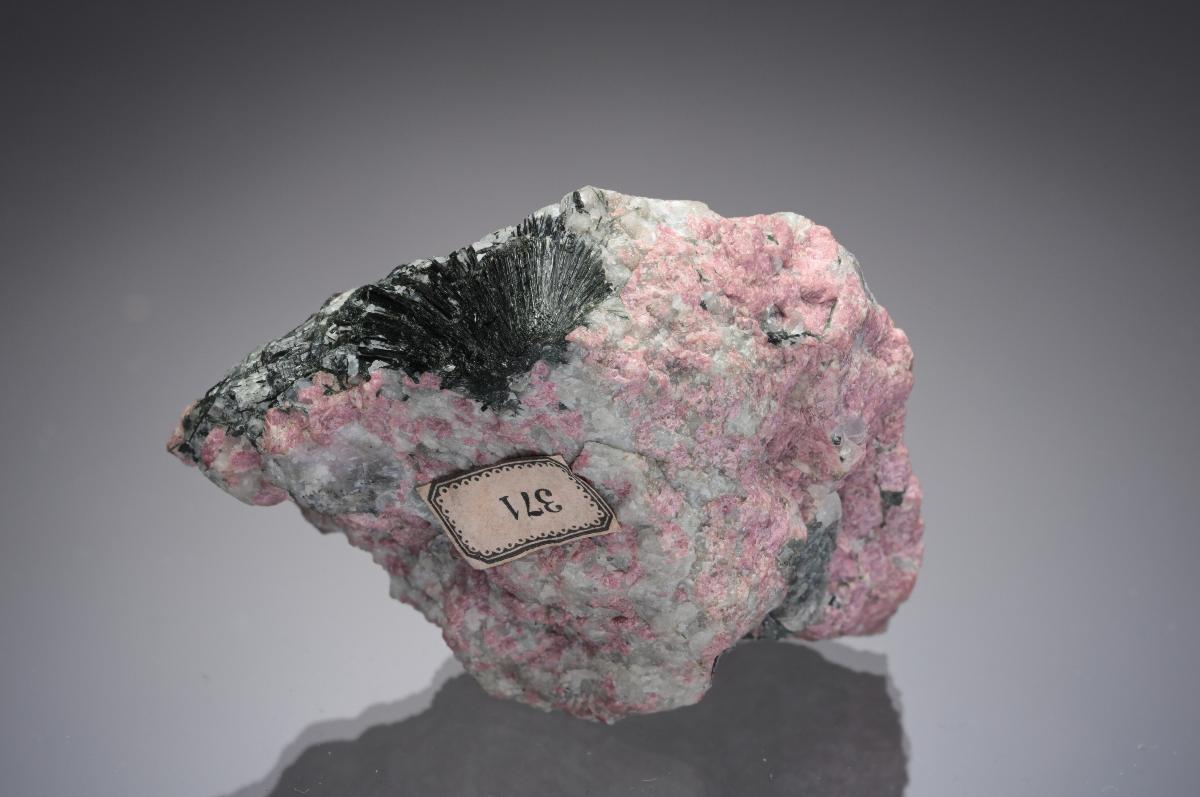 CC28763 specimen image