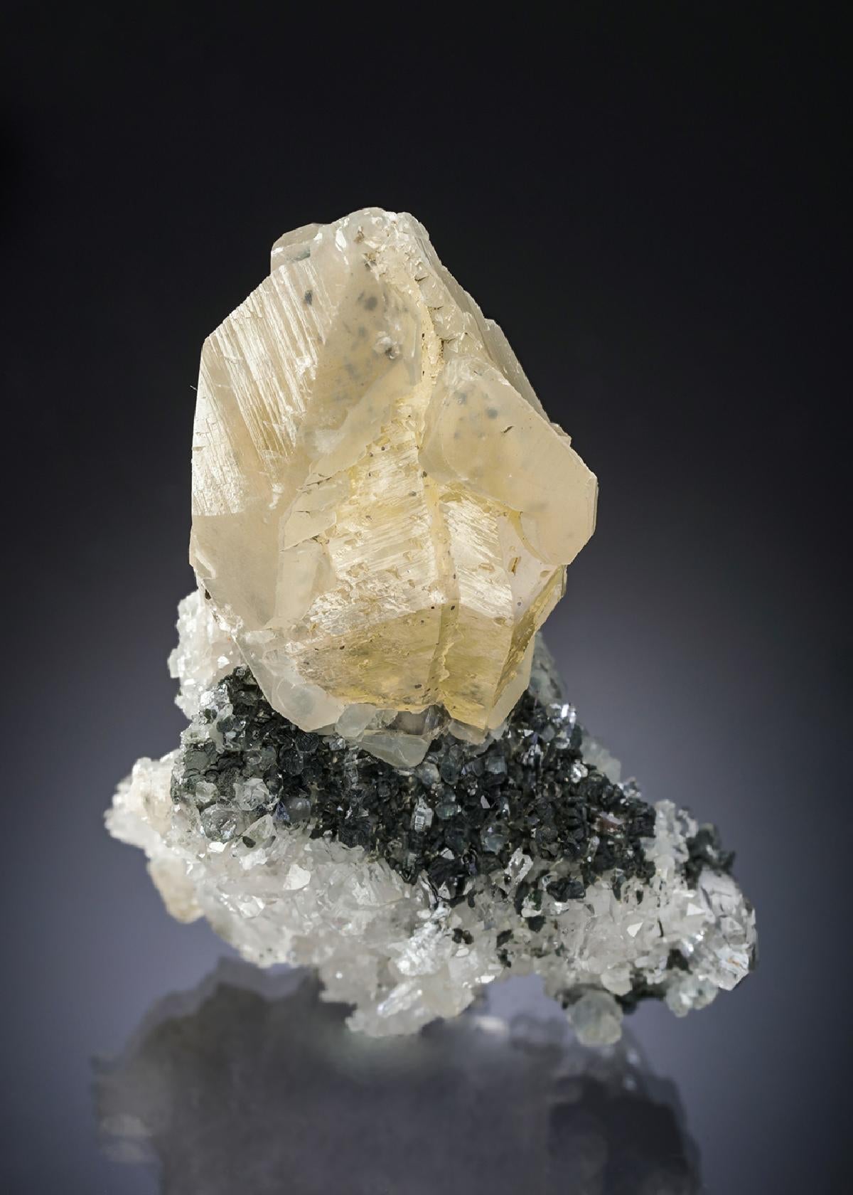 CC28775 specimen image