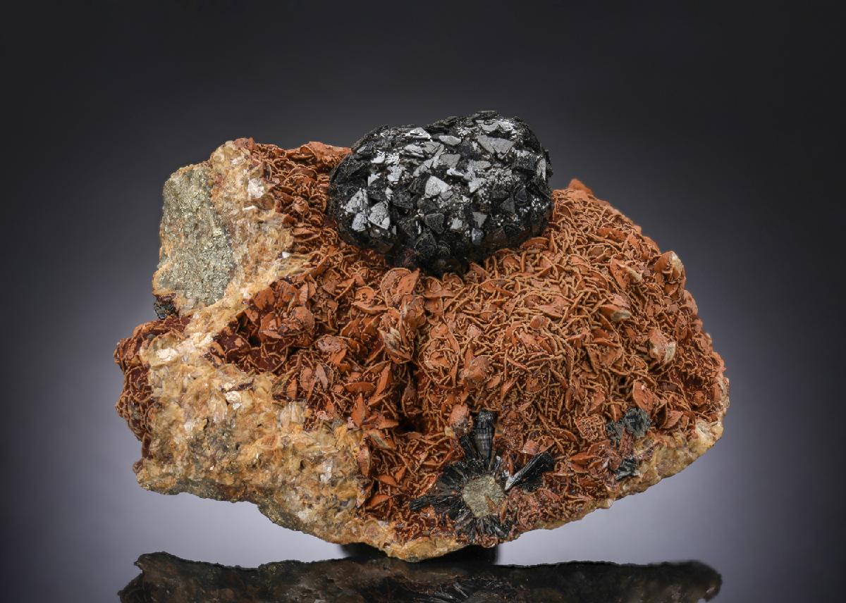 CC28783 specimen image