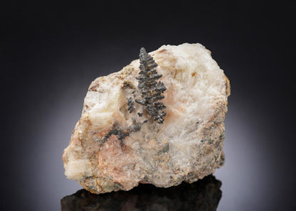 CC28791 specimen image