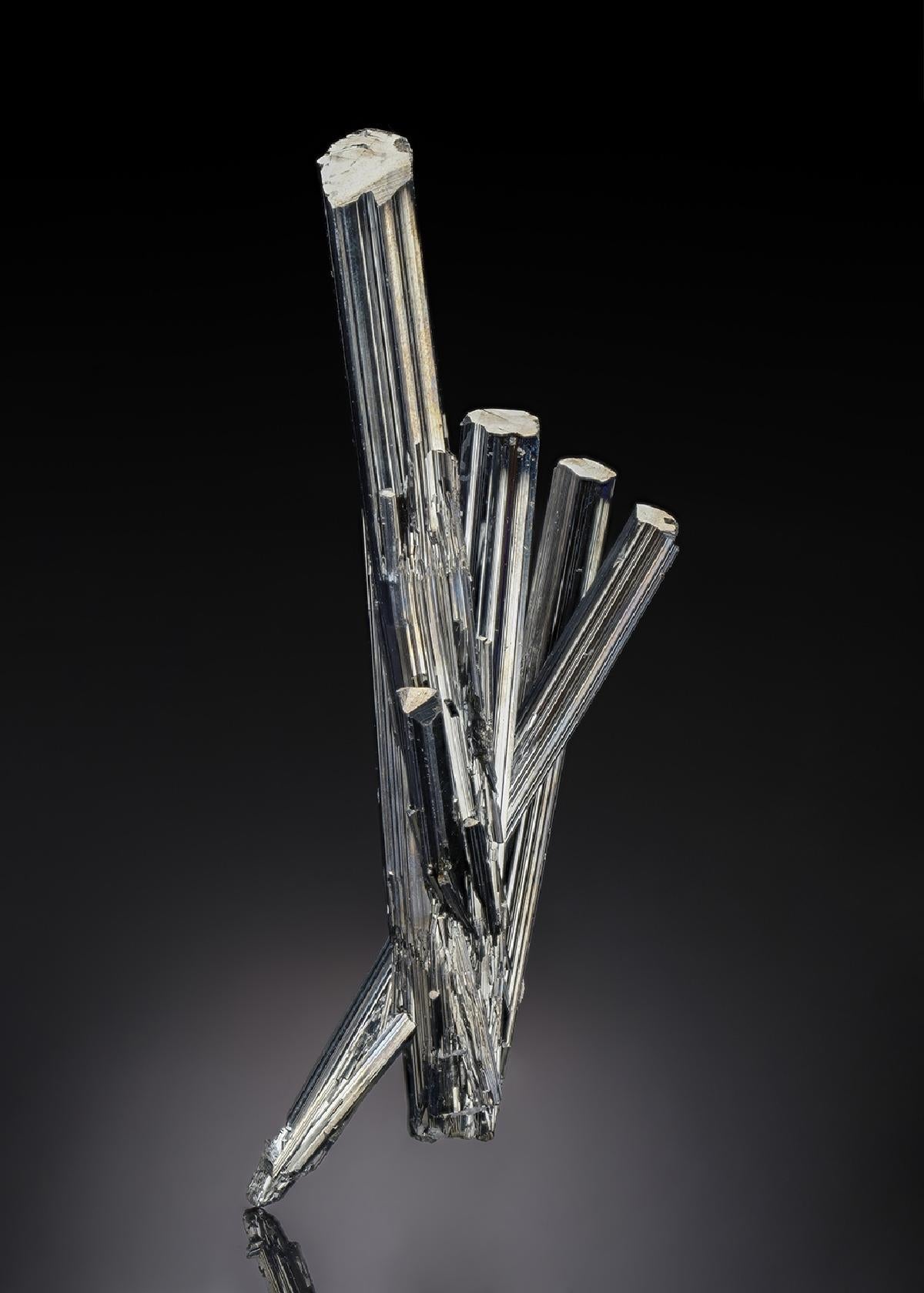 CC28835 specimen image
