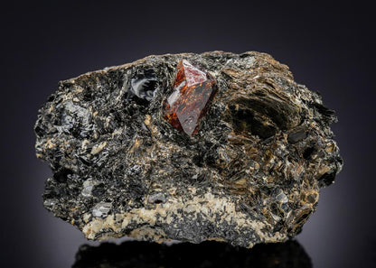 CC28837 specimen image