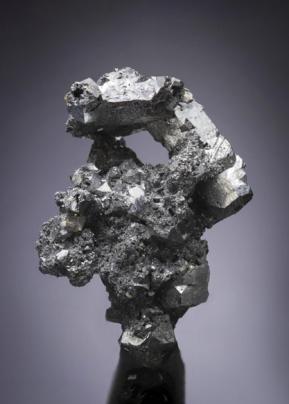 CC2890 specimen image