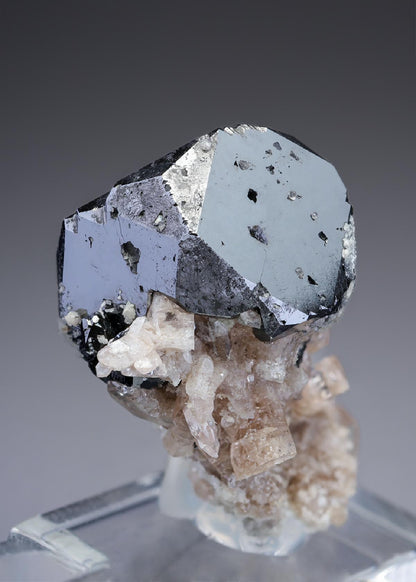 CC28973 specimen image