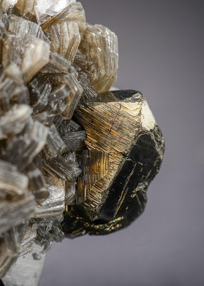 CC29015 specimen image