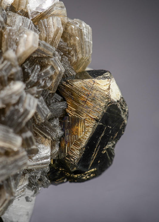 CC29015 specimen image