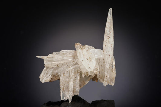 CC29021 specimen image