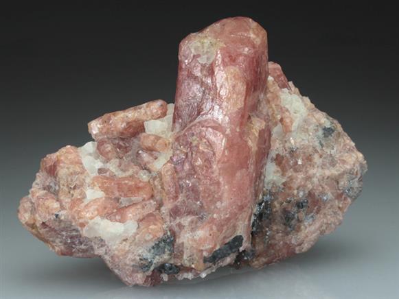 CC2909 specimen image