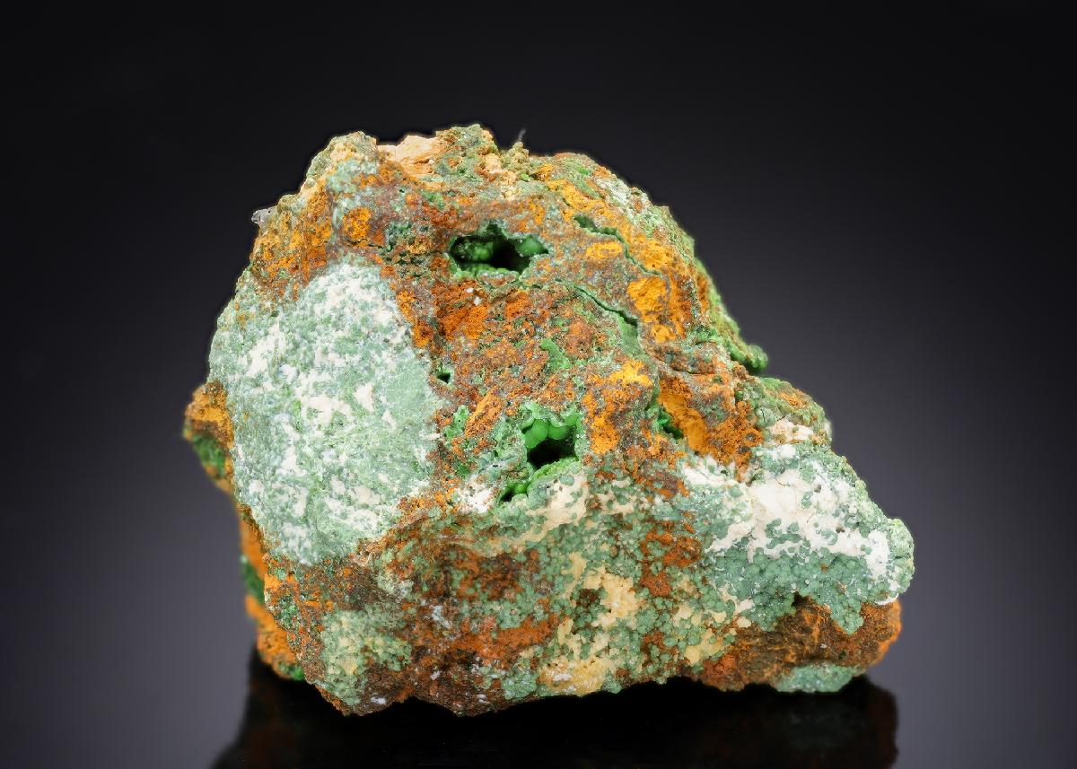 CC29113 specimen image
