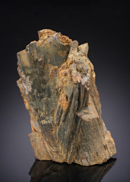 CC29119 specimen image