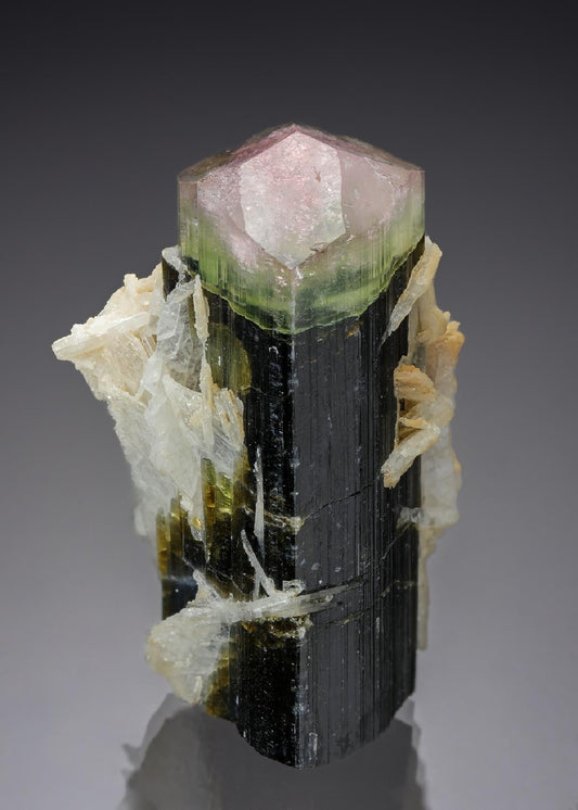 CC29125 specimen image