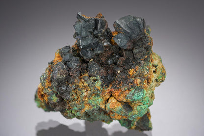 CC29129 specimen image