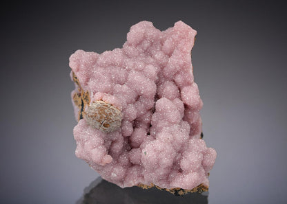 CC29131 specimen image