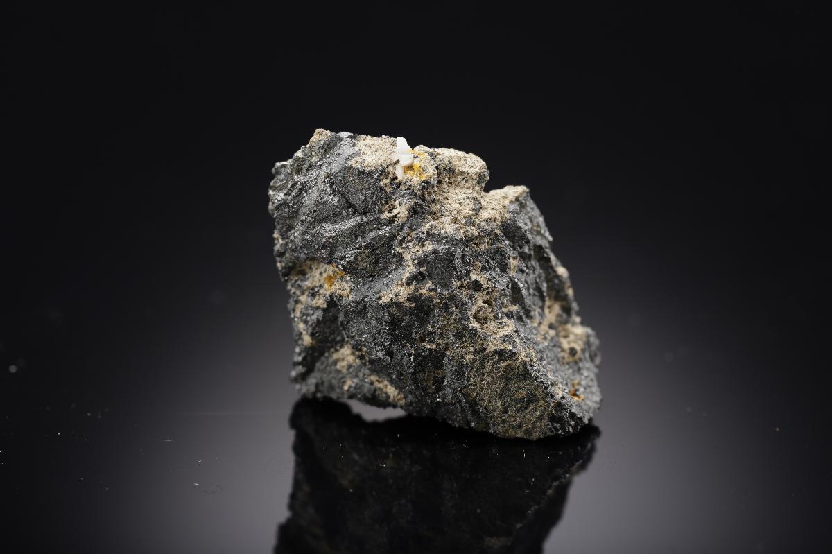 CC29195 specimen image