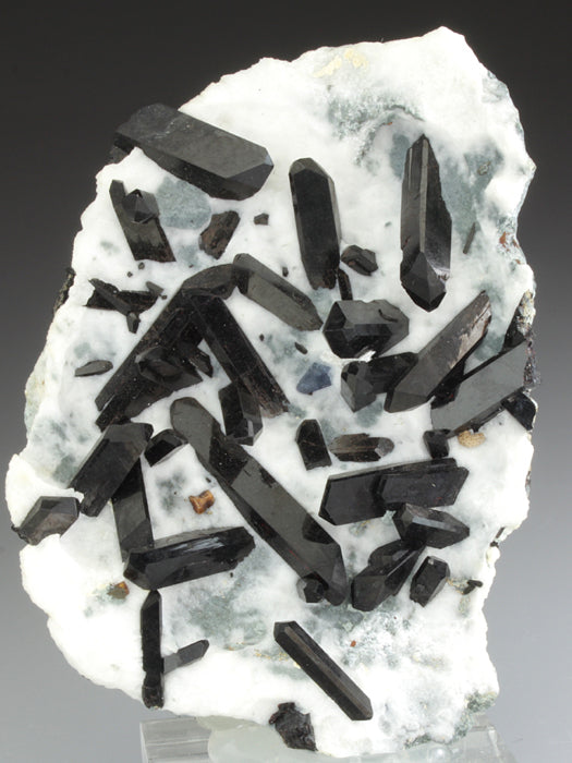 CC2927 specimen image