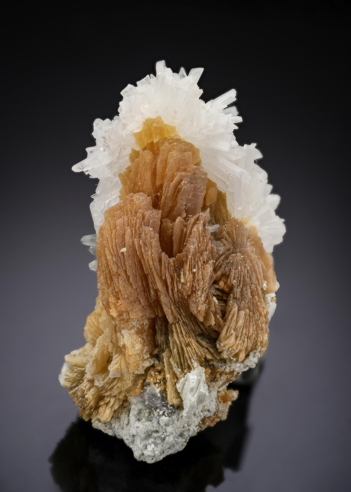 CC29275 specimen image