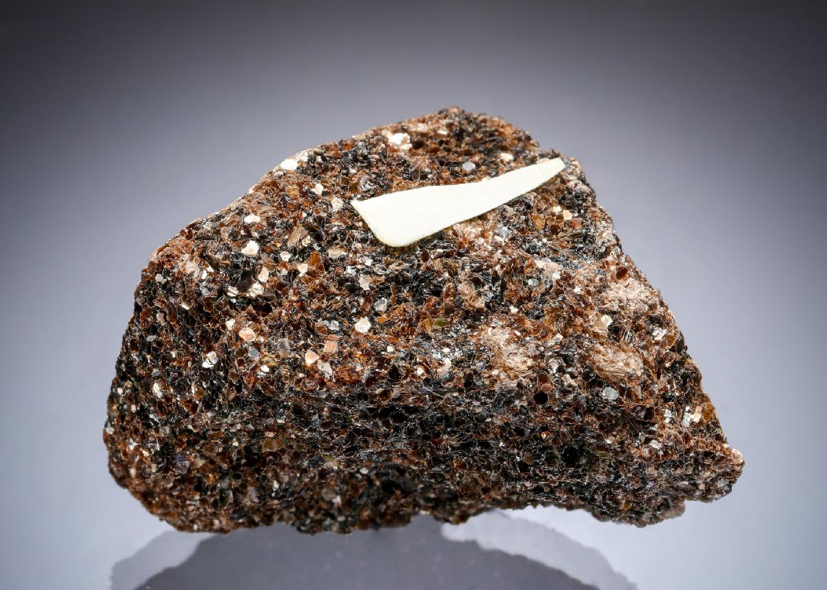 CC29311 specimen image