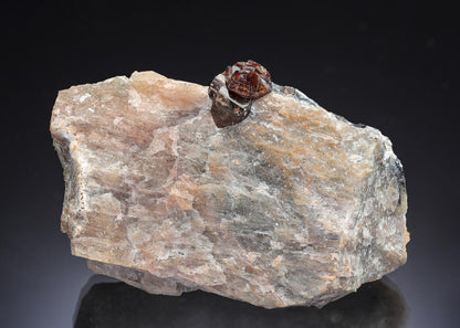 CC29509 specimen image