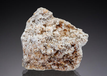 CC29679 specimen image