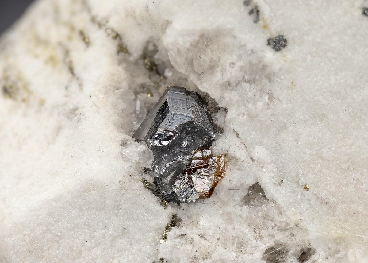 CC29695 specimen image