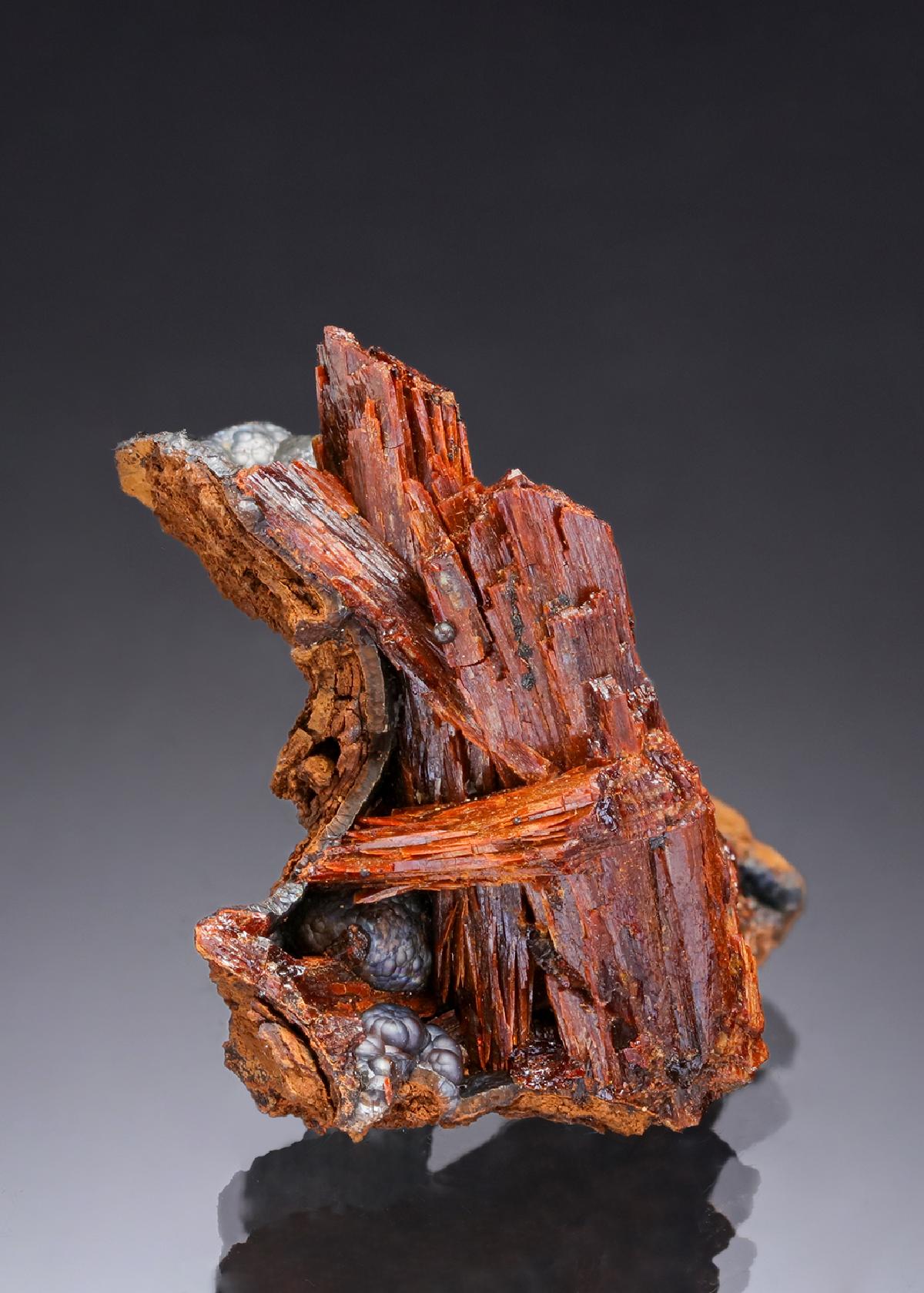 CC29713 specimen image