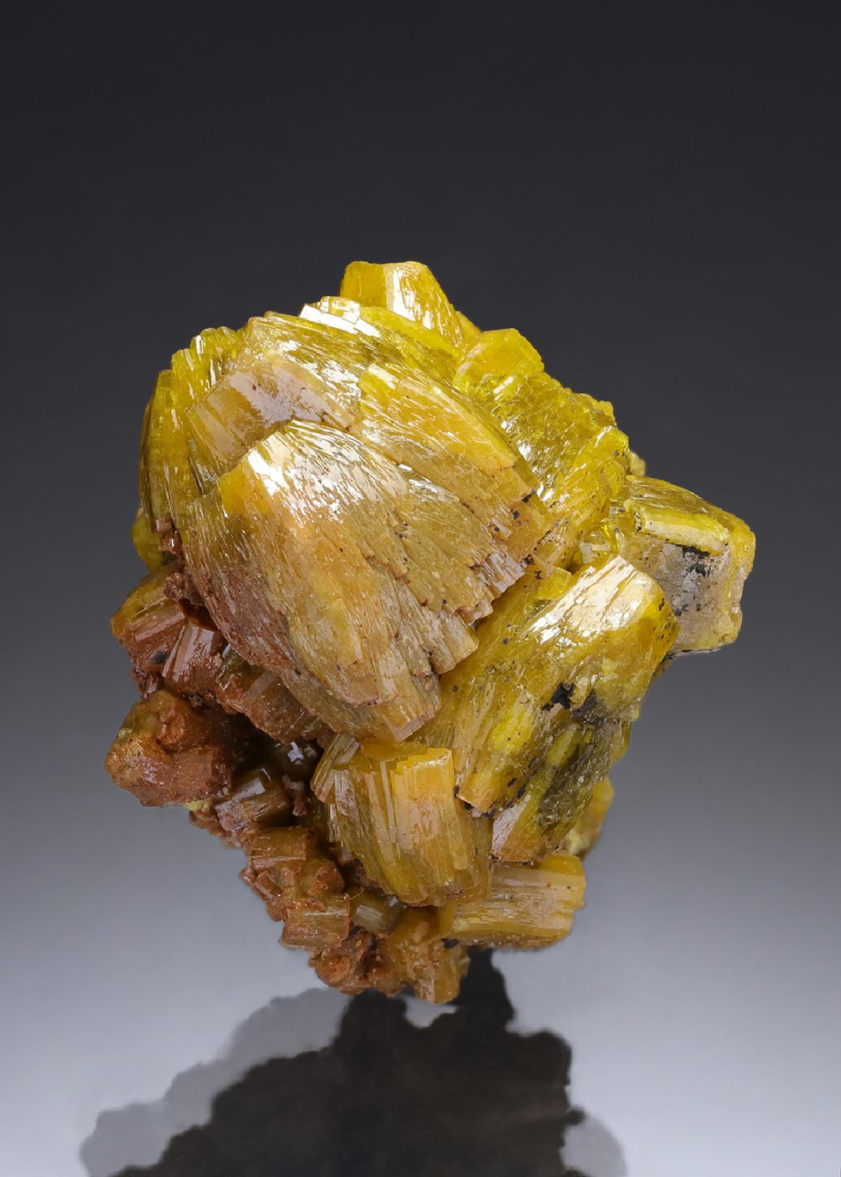 CC29721 specimen image