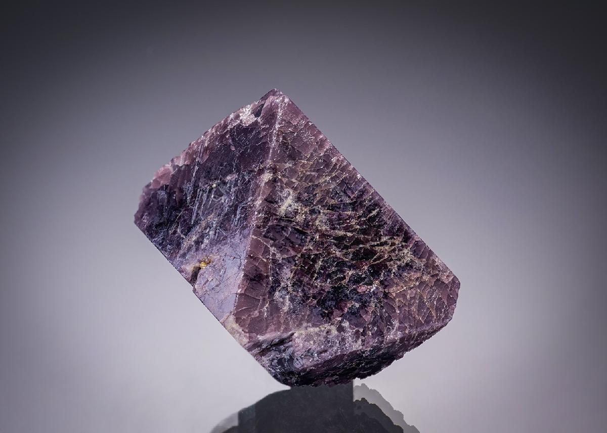 CC29743 specimen image