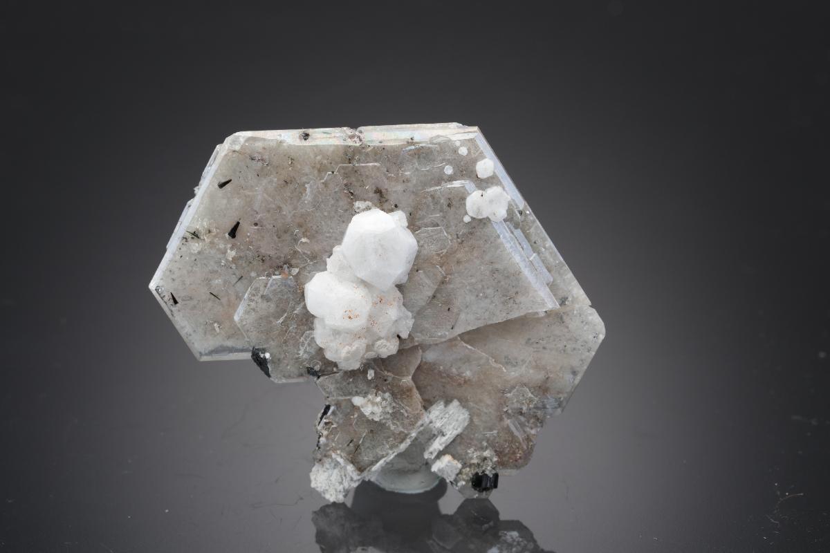 CC29843 specimen image