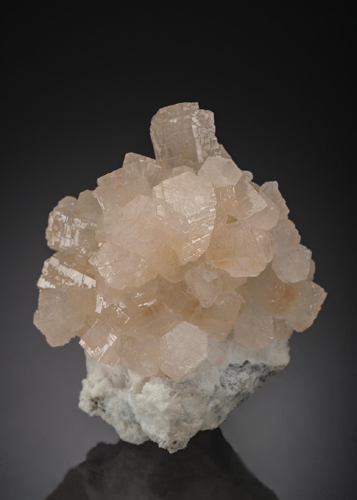 CC29845 specimen image