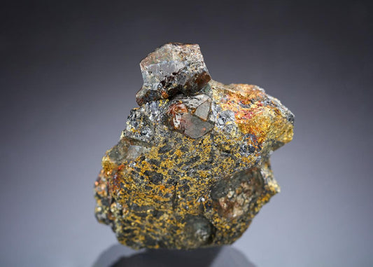 CC29863 specimen image