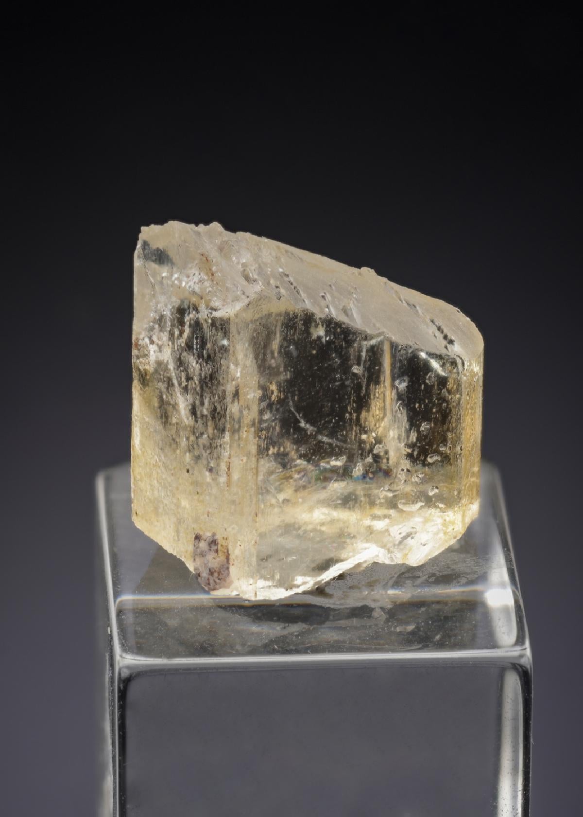 CC29905 specimen image