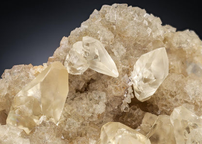 CC29919 specimen image