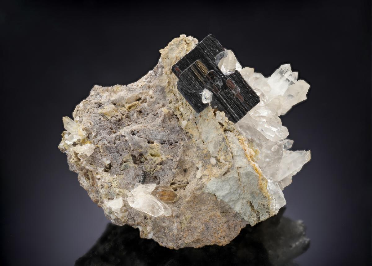 CC29925 specimen image