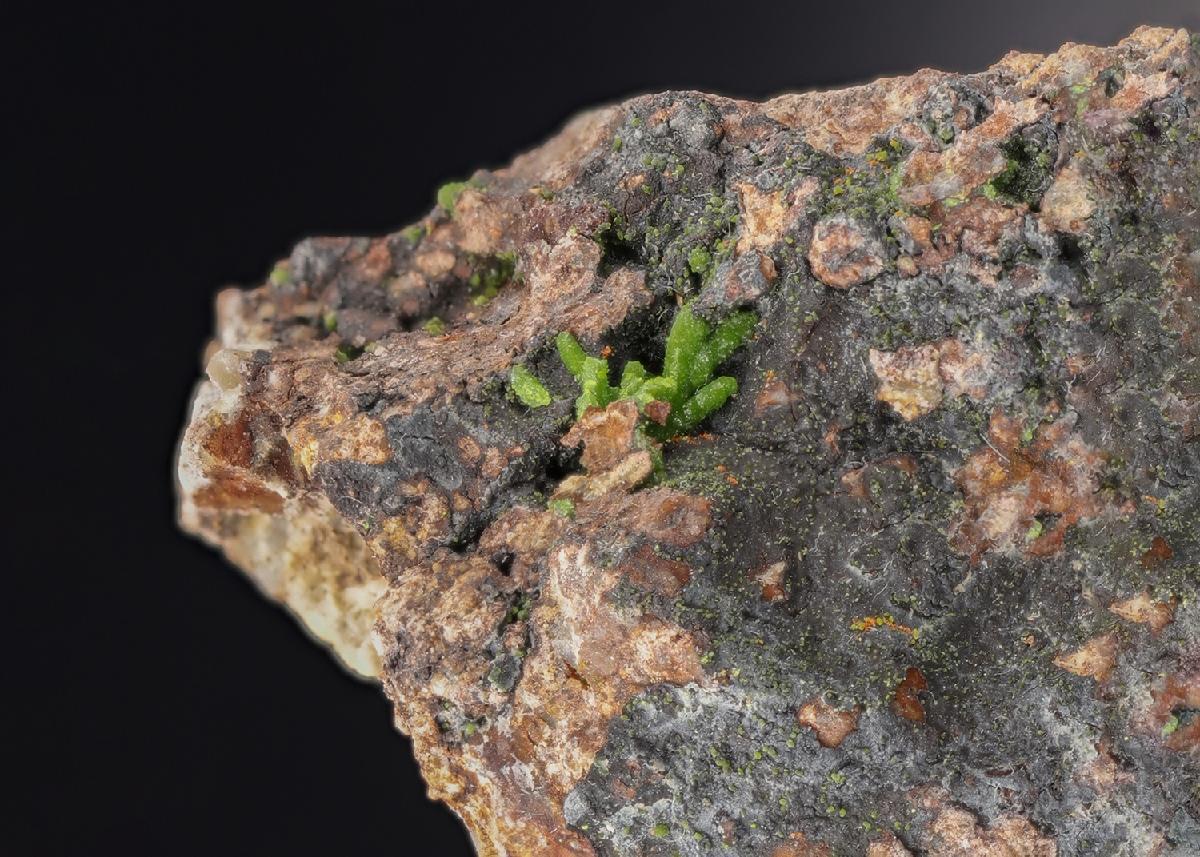 CC29971 specimen image