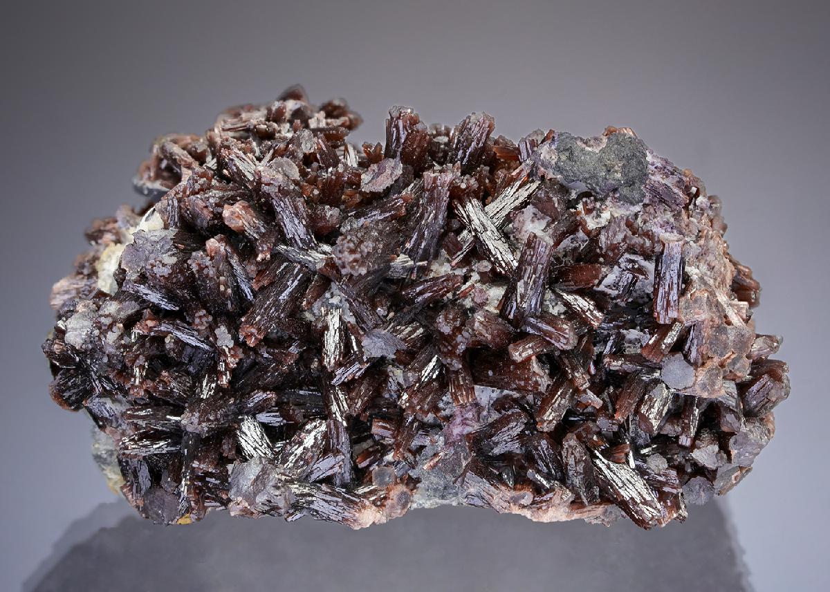 CC29997 specimen image