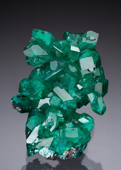CC30193 specimen image