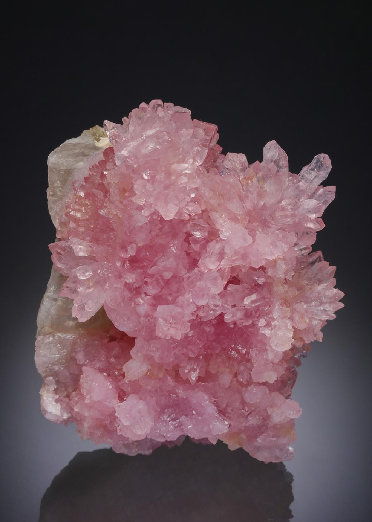 CC30289 specimen image