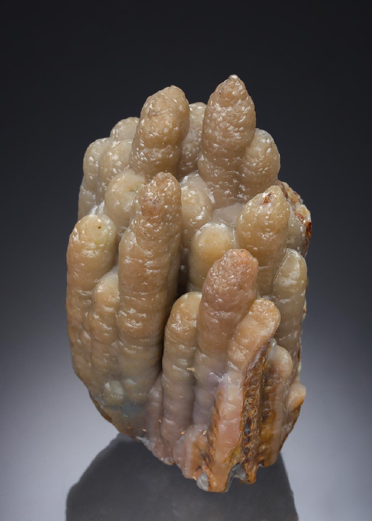 CC30295 specimen image