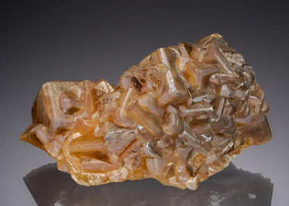 CC30313 specimen image