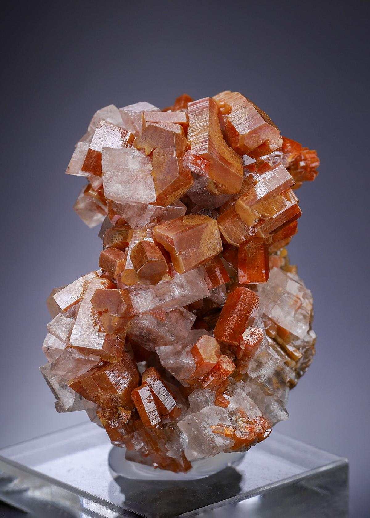 CC31064 specimen image
