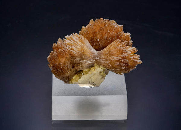 CC31391 specimen image