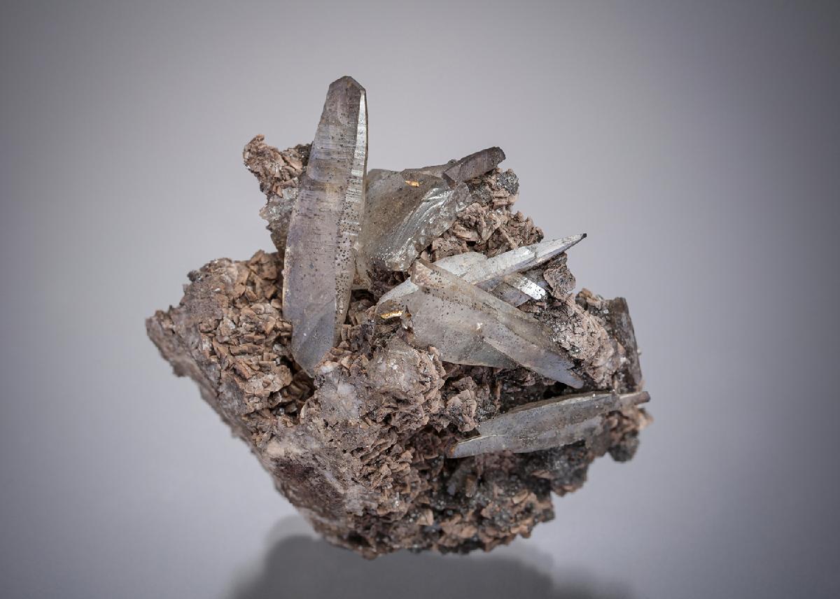CC31558 specimen image