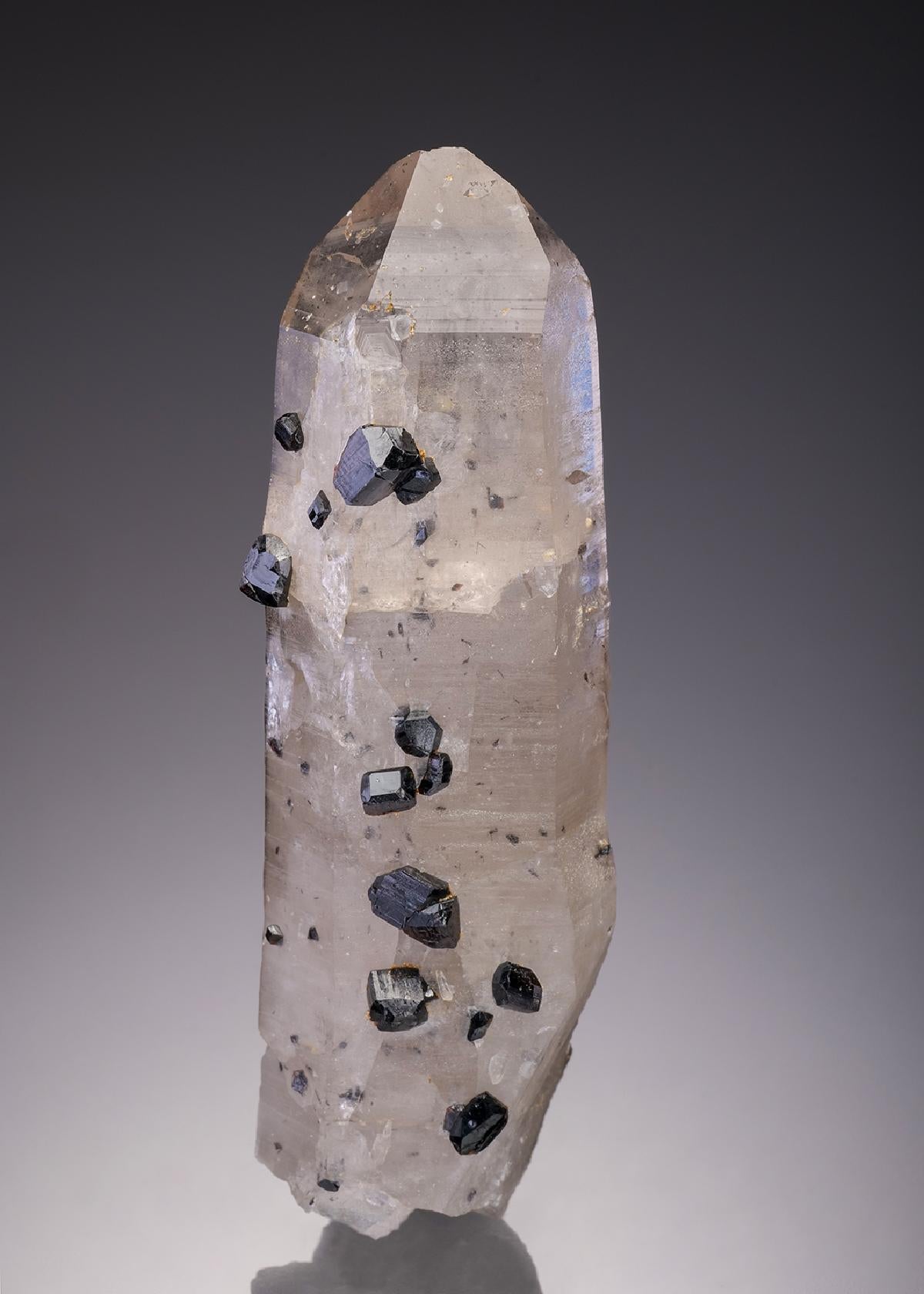 CC31792 specimen image
