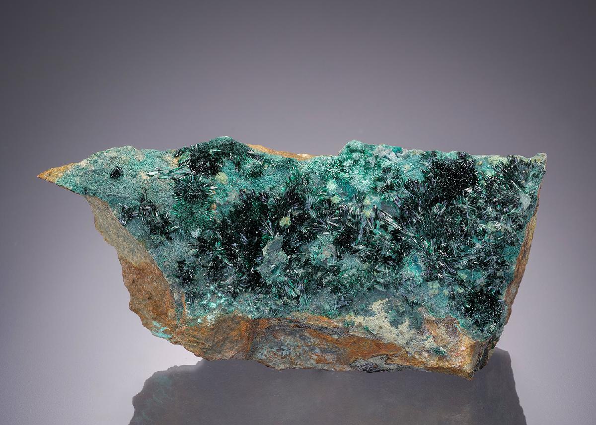 CC31984 specimen image